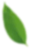 Green leaf, blurred details, angled downwards.