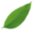 Green, oblong leaf, slightly blurred against a white background.