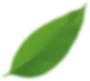 Green, oblong leaf, slightly blurred against a white background.