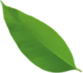 Green leaf with a pointed tip and visible veins.