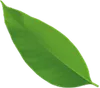 Green leaf, oval-shaped, with a pointed tip, against a white background.