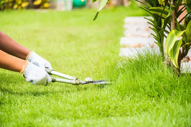 Person trimming grass with shears, wearing gloves, in a yard with a stone path and plants.