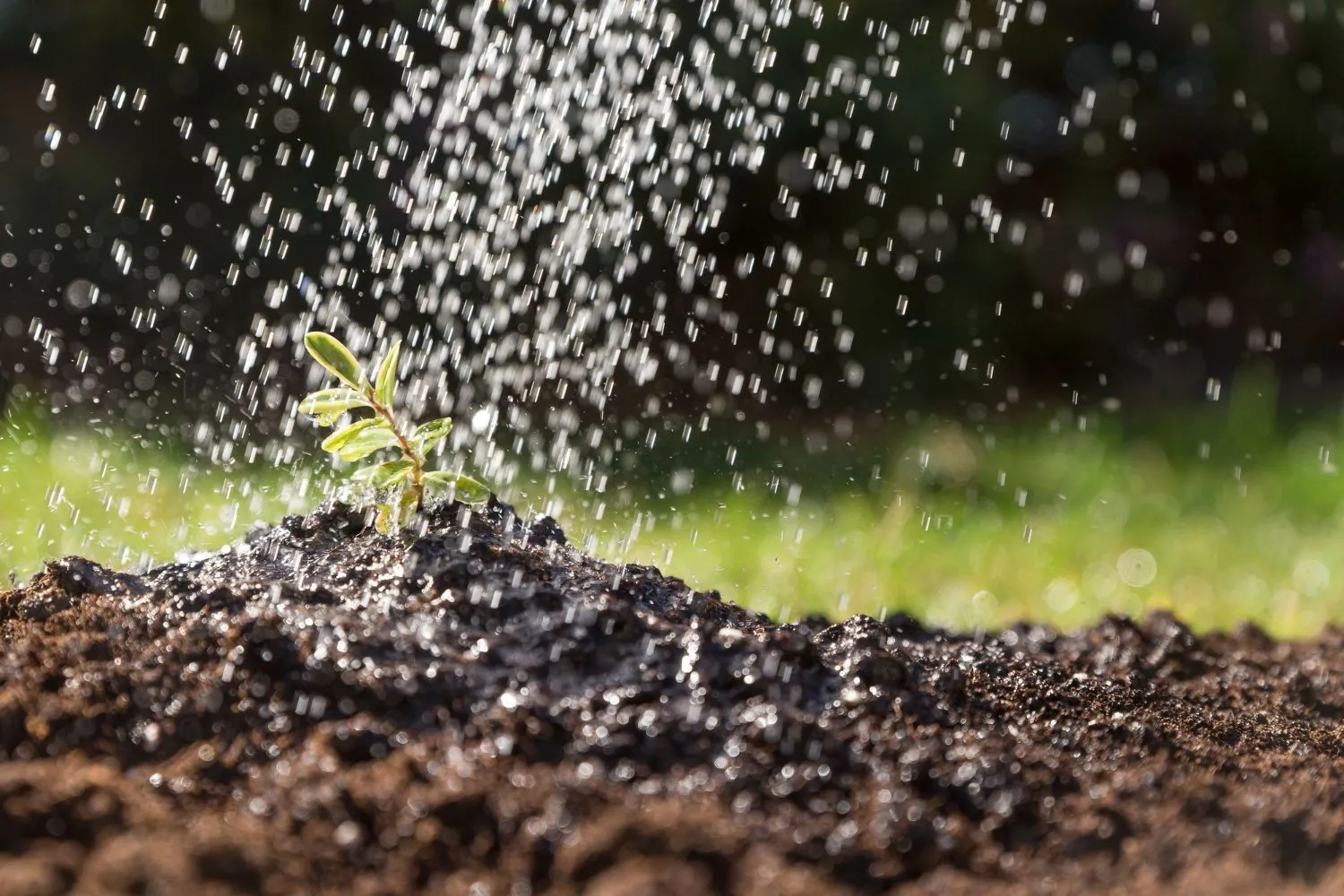 Hydroseeding Prescott, AZ