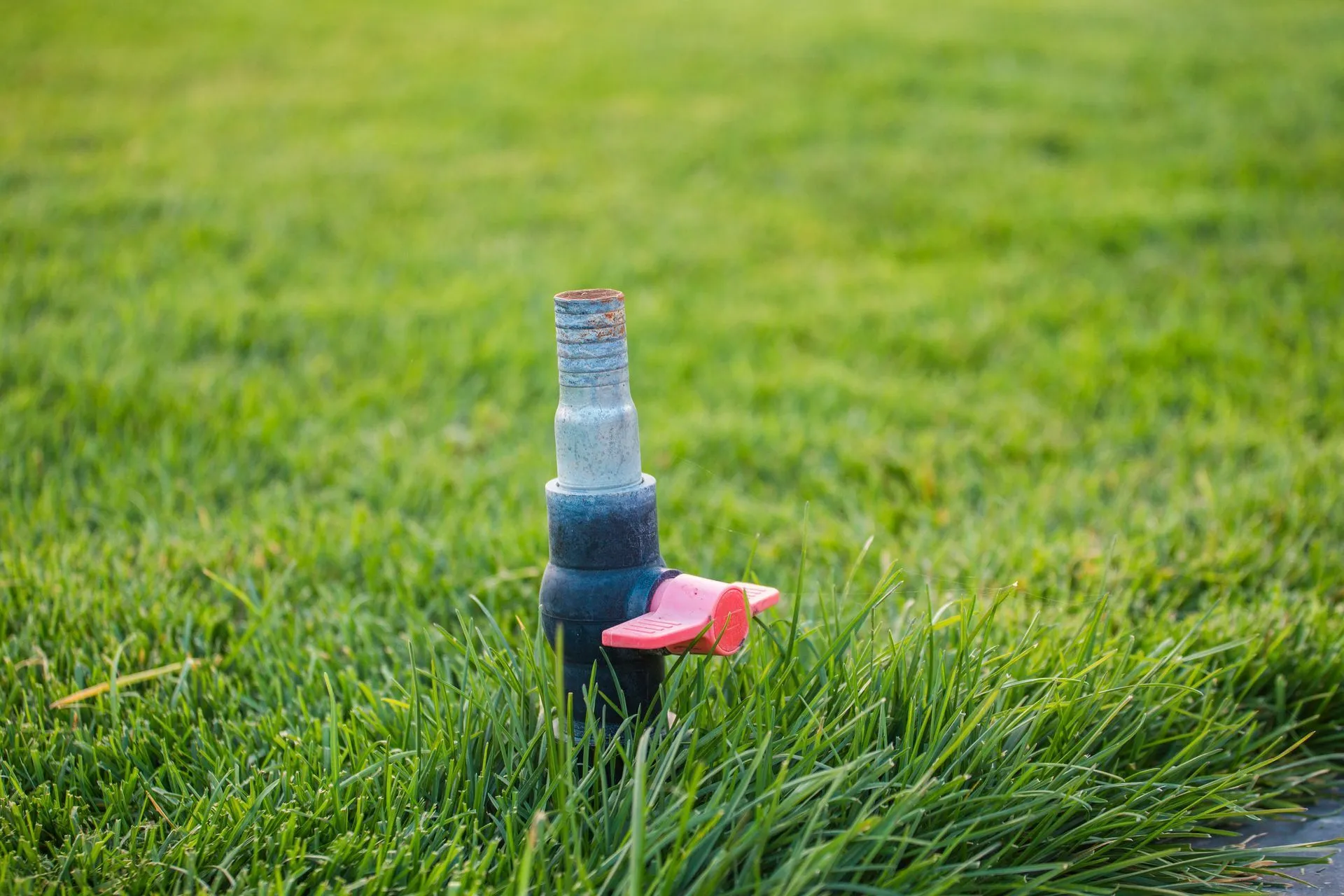 Sprinkler head in green grass, with a red valve.