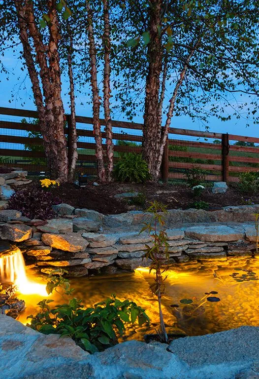 Lit waterfall and pond in a garden, birch trees behind, wooden fence and blue sky.
