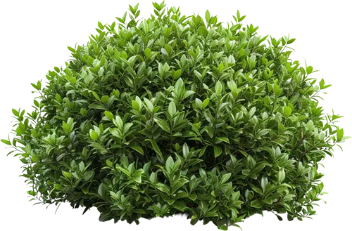 Green, leafy bush with dense foliage.