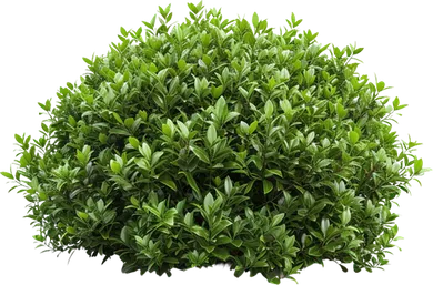 Landscaper services in Prescott AZ