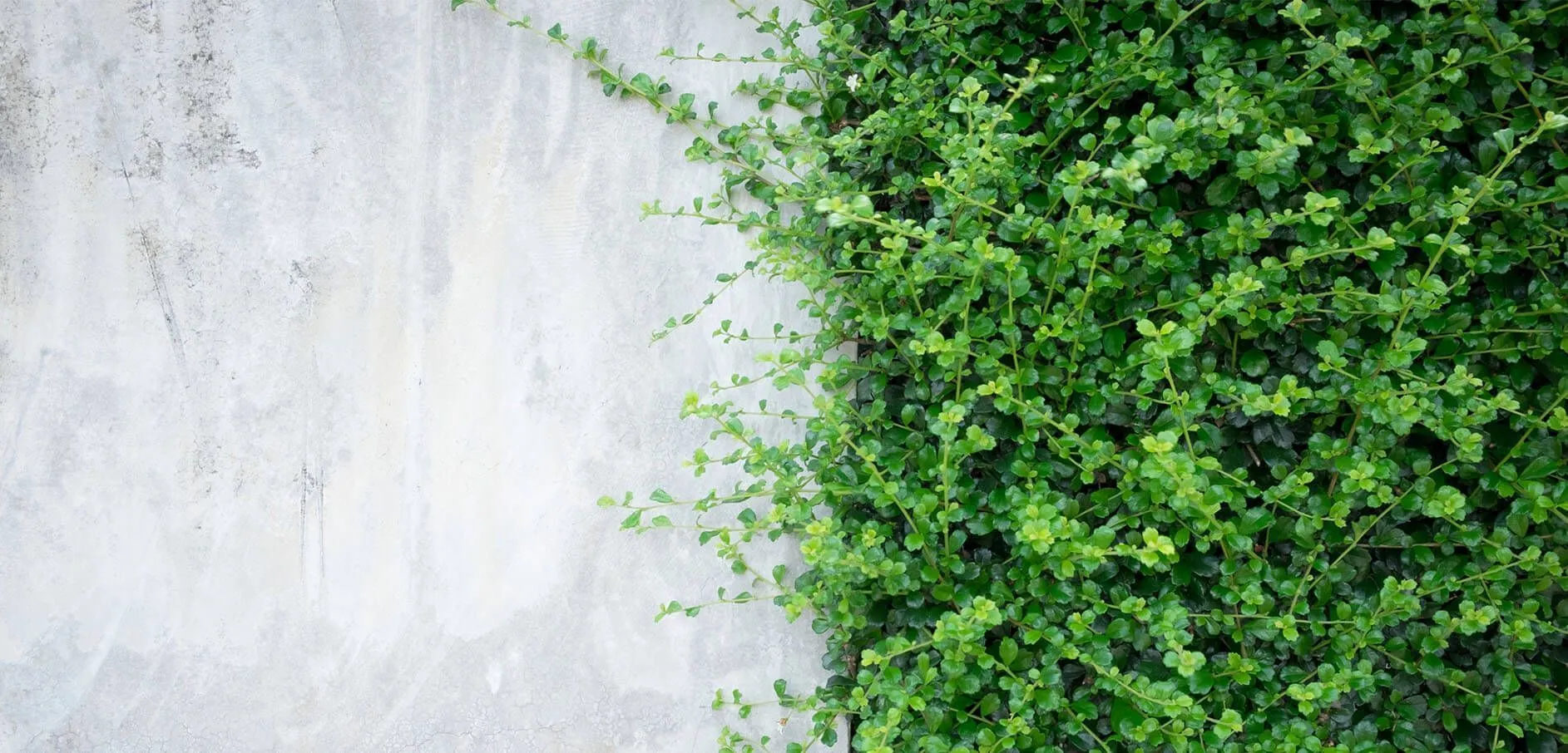 Green ivy growing on a gray concrete wall.