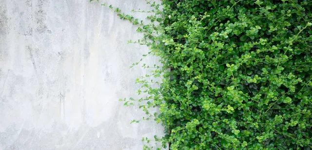 Green ivy growing on a gray concrete wall.
