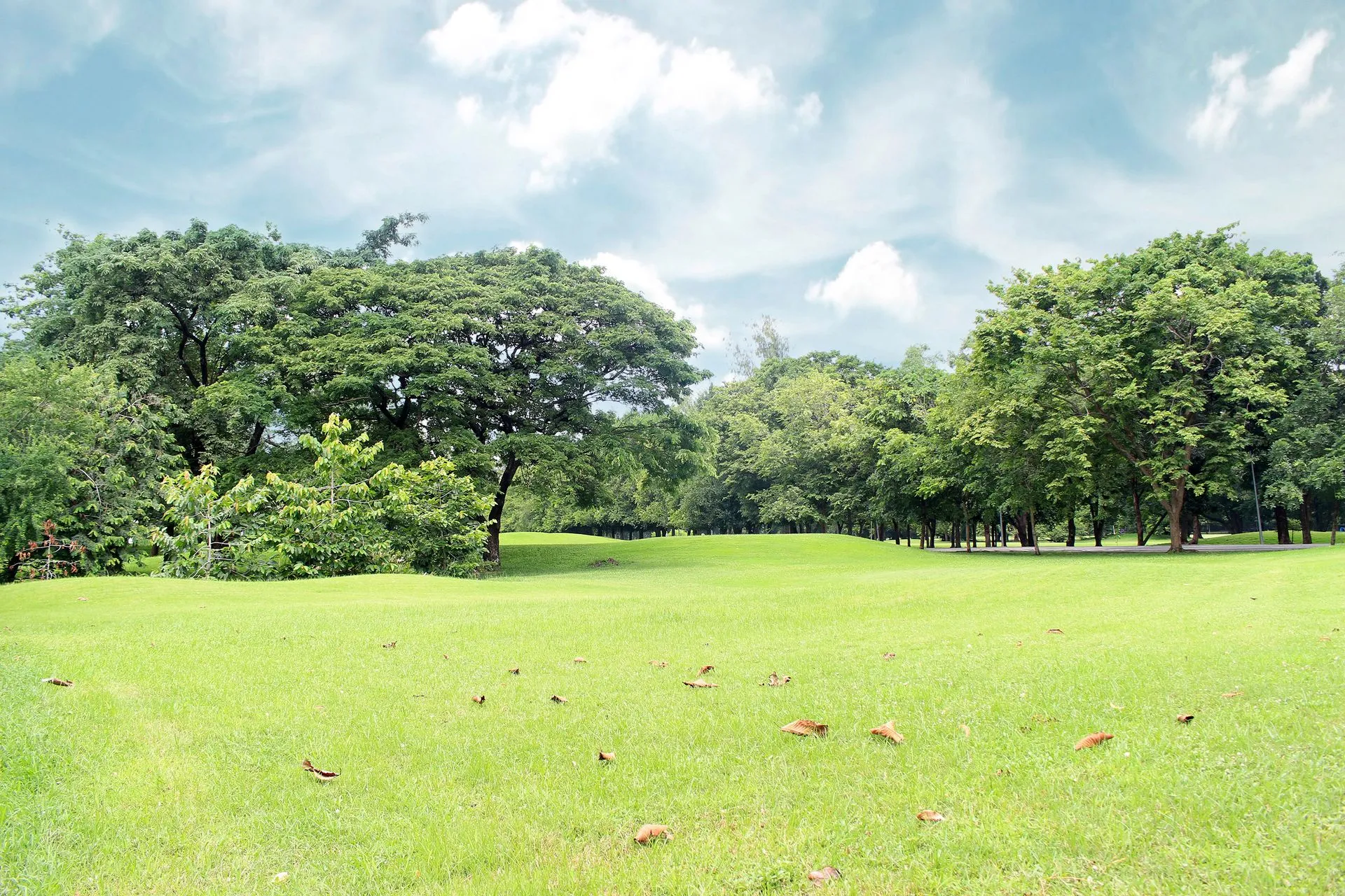 Lush green field with scattered leaves, surrounded by trees under a partly cloudy sky.