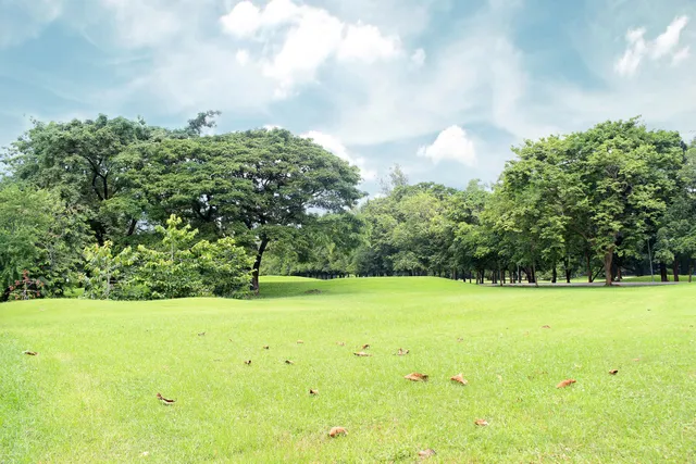 Lush green field with scattered leaves, surrounded by trees under a partly cloudy sky.